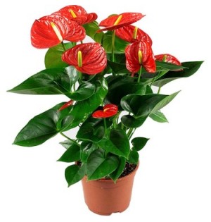 Anthurium Bitkisi Antoryum